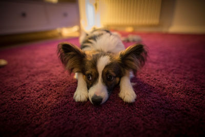 Close-up portrait of dog