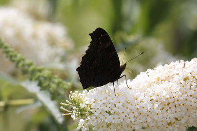 Close-up of butterfly on flower