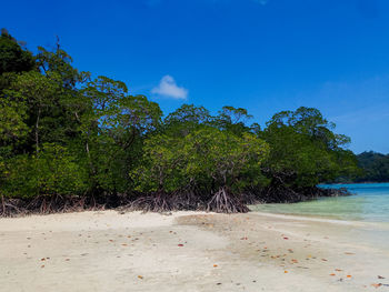 Trees on beach against blue sky