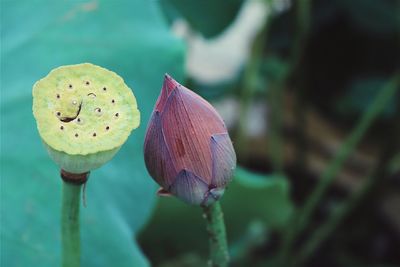 Close-up of lotus pod and bud