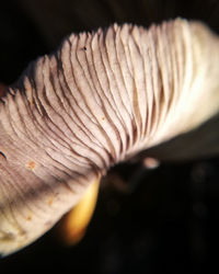 Close-up of mushroom growing on land