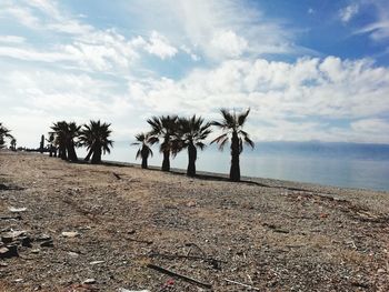 Palm trees on beach against sky