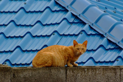 Cat resting on roof against wall