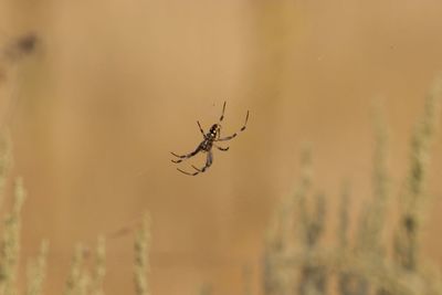 Close-up of spider on web