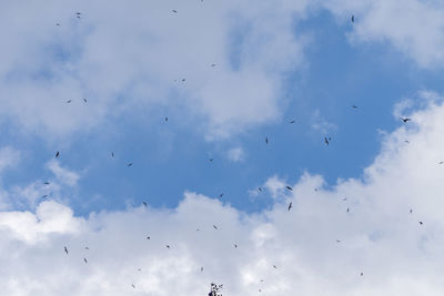 Low angle view of birds flying in sky