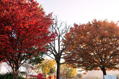 Low angle view of trees against sky during autumn