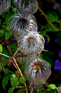 Close-up of flower growing outdoors