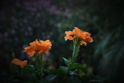 Close-up of orange flowering plant