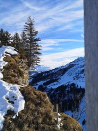 Pine trees on snowcapped mountains against sky