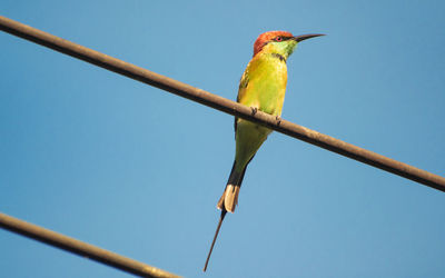 Low angle view of bird perching on branch against sky