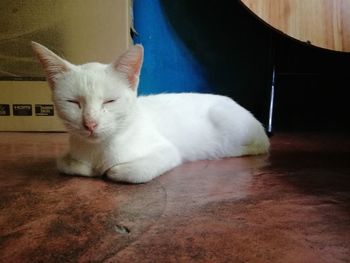 Close-up portrait of white cat resting on floor