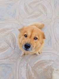 High angle portrait of puppy relaxing