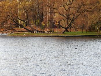 Scenic view of lake in forest