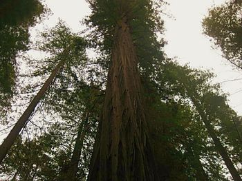 Low angle view of trees in forest