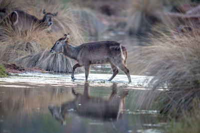 Deer drinking water in a lake