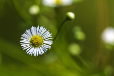 Close-up of white flower blooming outdoors