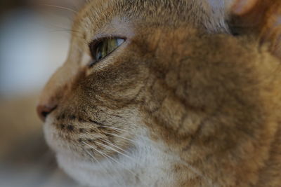 Close-up portrait of cat