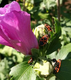 Close-up of ladybug on flower