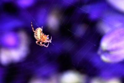 Close-up of spider on web