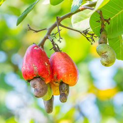 Close-up of cherries growing on tree