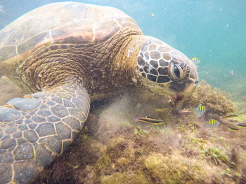 Close-up of a sea turtle underwater at galapagos island