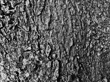 Full frame shot of tree trunk