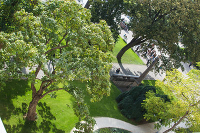 View of trees in park