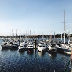 Sailboats moored in harbor