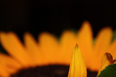 Close-up of orange flowering plant