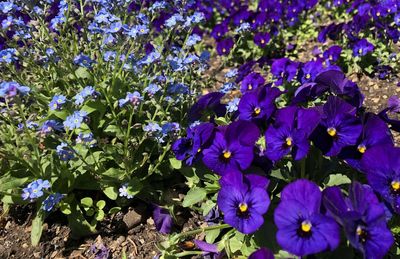 Close-up of purple flowering plants on field