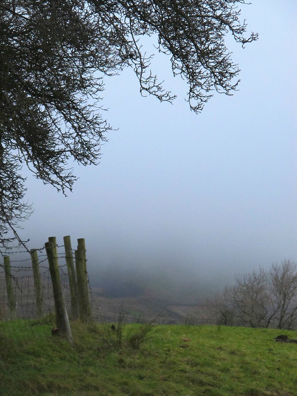 TREE IN FOG