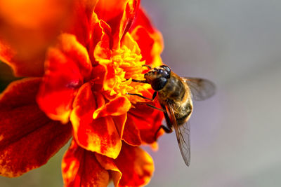 Close-up of bee pollinating on flower