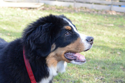 Close-up of dog looking away