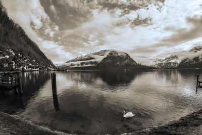 Swan floating on lake against sky