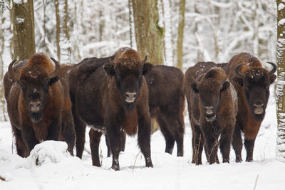 Horses in snow