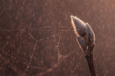 Pink magnolia bud with spider net and raindrops. sunset backlight
