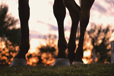 Low section of horse standing on field