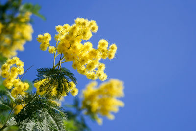 Low angle view of yellow flowering plant against clear blue sky