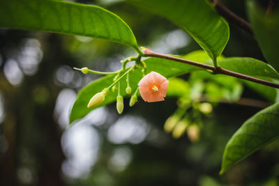 Close-up of red flowering plant