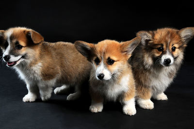Three curious puppies on black background