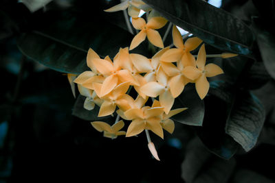 Close-up of yellow flowering plant