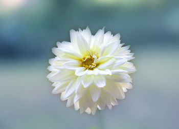 Close-up of white flowering plant