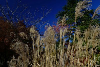 Low angle view of trees against clear sky