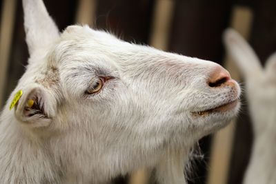 Close-up of goat looking away