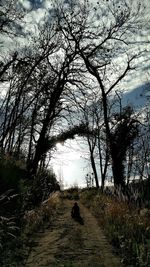 Scenic view of bare trees against sky