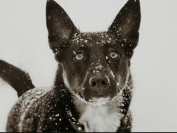 Close-up portrait of animal over white background