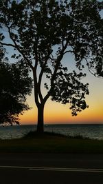 Bare trees at sunset