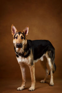 Portrait of dog looking away