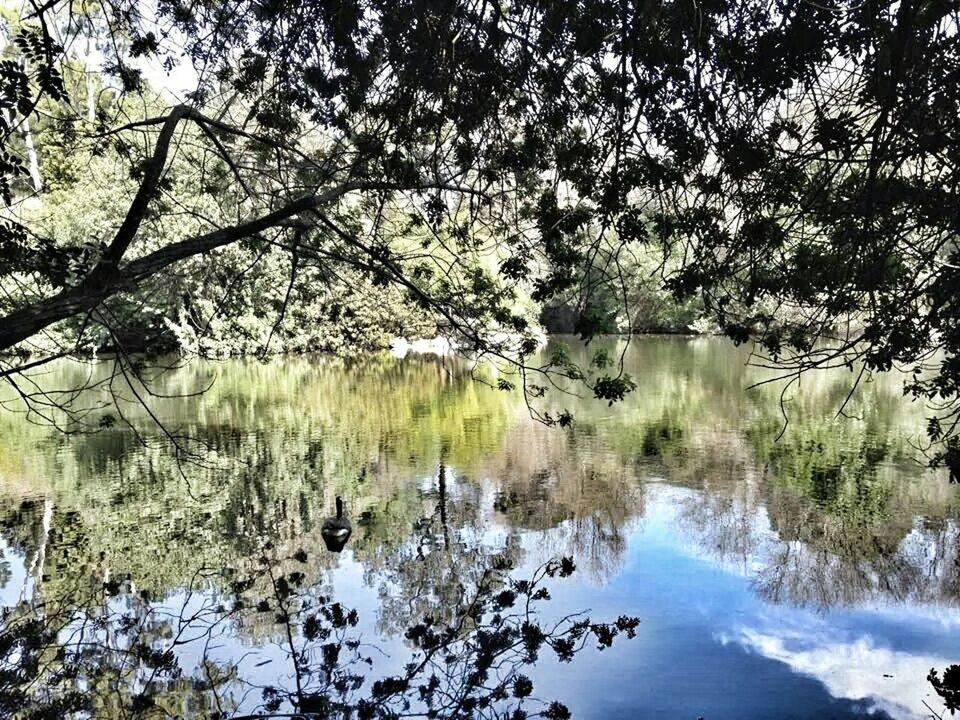 tree, tranquility, water, reflection, tranquil scene, beauty in nature, nature, lake, scenics, branch, growth, day, plant, river, idyllic, outdoors, no people, non-urban scene, sky, forest