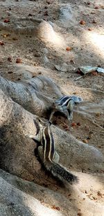 High angle view of lizard on sand